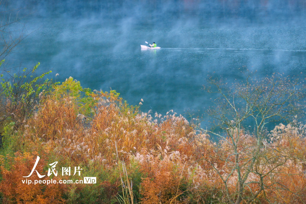 落羽杉湿地公园晨雾缭绕