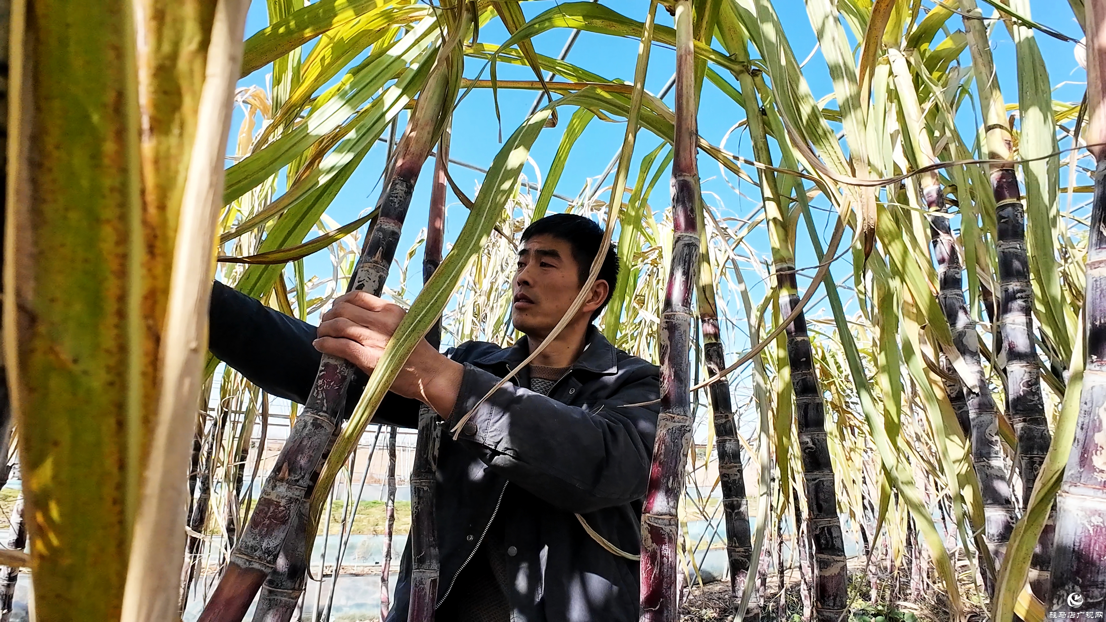 正阳县油坊店乡赵店村：“蔗”里丰收 “甜”到心坎