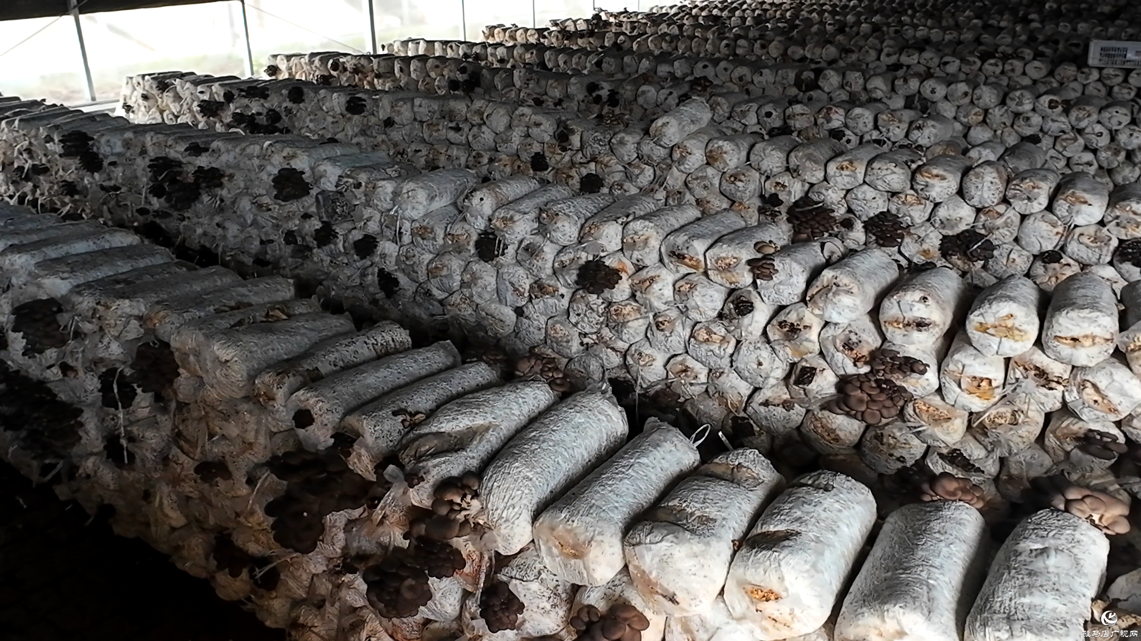 正阳县熊寨镇毛集村：菌菇撑起“致富伞” 乡村绽放“幸福花”