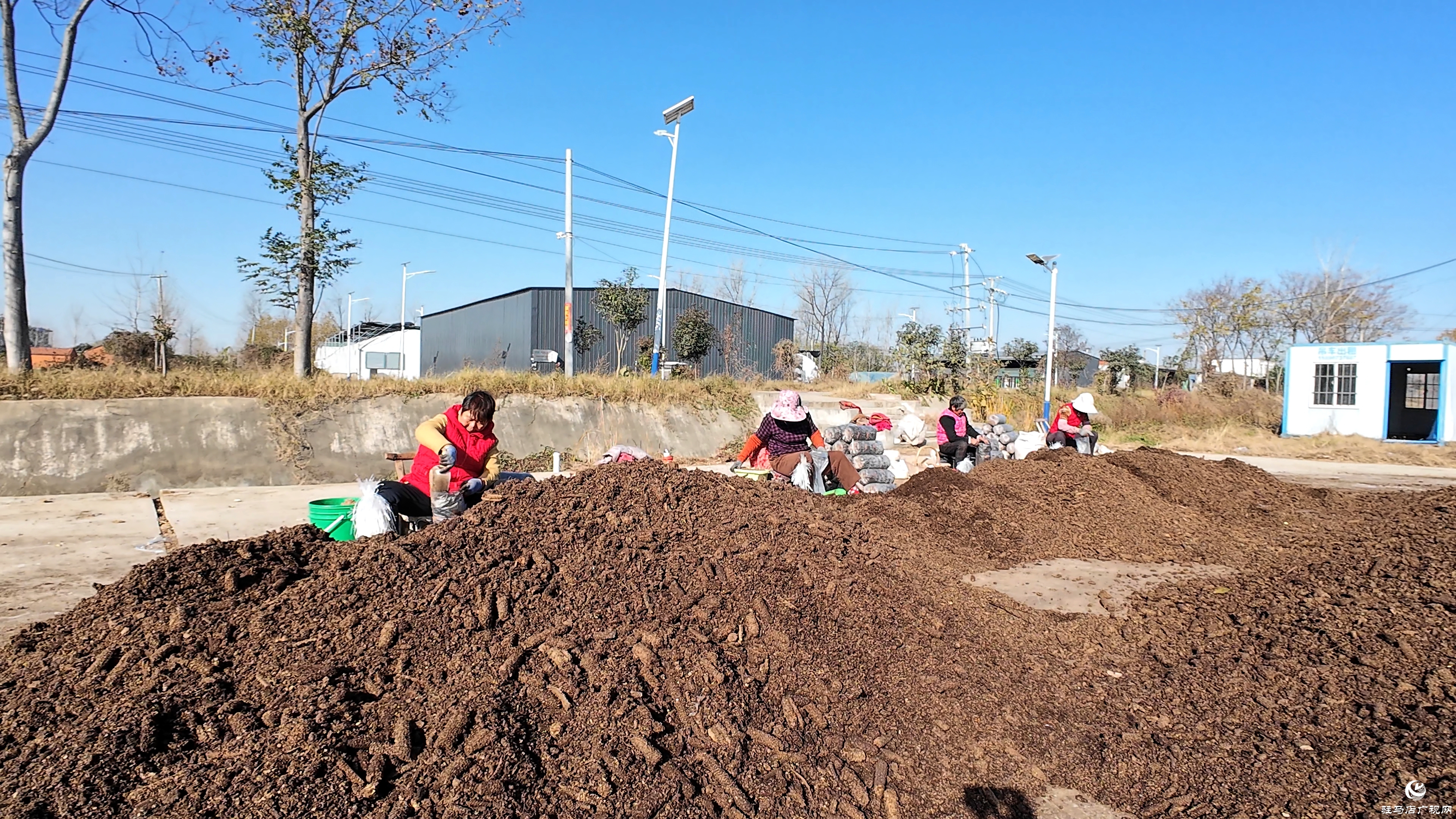 正阳县熊寨镇毛集村：菌菇撑起“致富伞” 乡村绽放“幸福花”