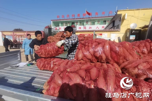 180亩“西瓜红”红薯丰收 古庄村50万斤急盼销路