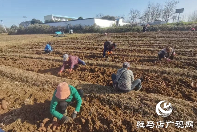 180亩“西瓜红”红薯丰收 古庄村50万斤急盼销路