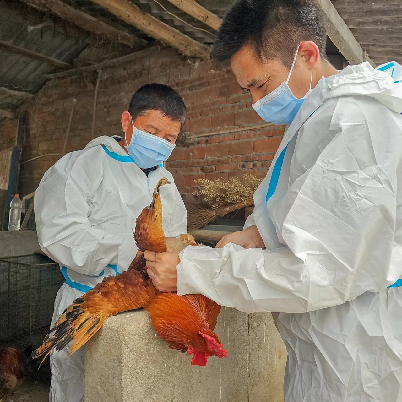 驻马店市动物疫病防疫检疫中心发布12月份动物疫病预警预报信息