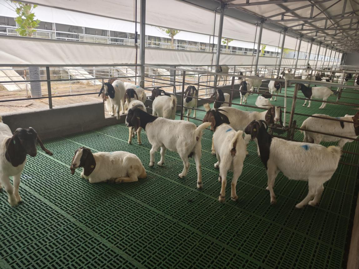 驻马店市动物疫病防疫检疫中心发布12月份动物疫病预警预报信息