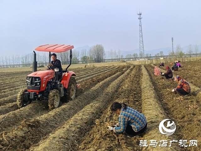 驿城区朱古洞乡30余亩生态红薯丰收遇滞销 急盼爱心助力纾困