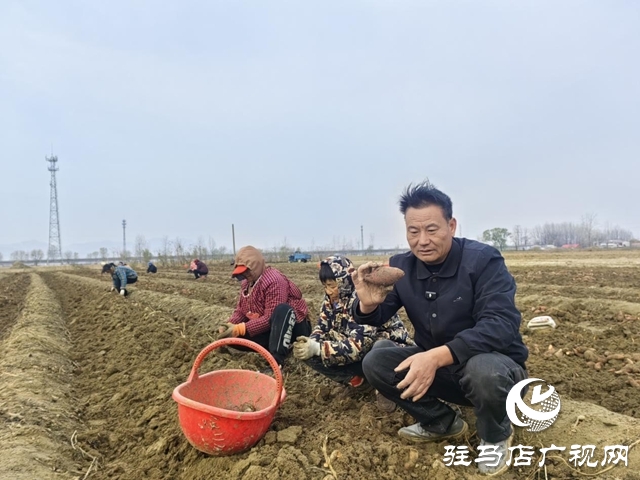 驿城区朱古洞乡30余亩生态红薯丰收遇滞销 急盼爱心助力纾困