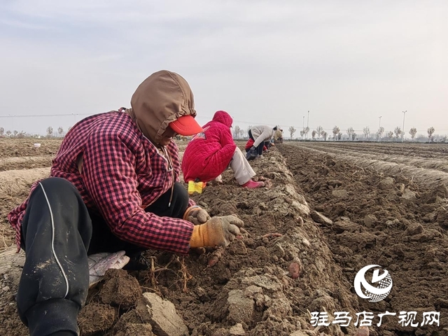 驿城区朱古洞乡30余亩生态红薯丰收遇滞销 急盼爱心助力纾困