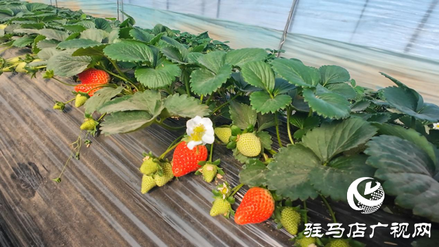 正阳县慎水乡：头茬草莓抢“鲜”上市