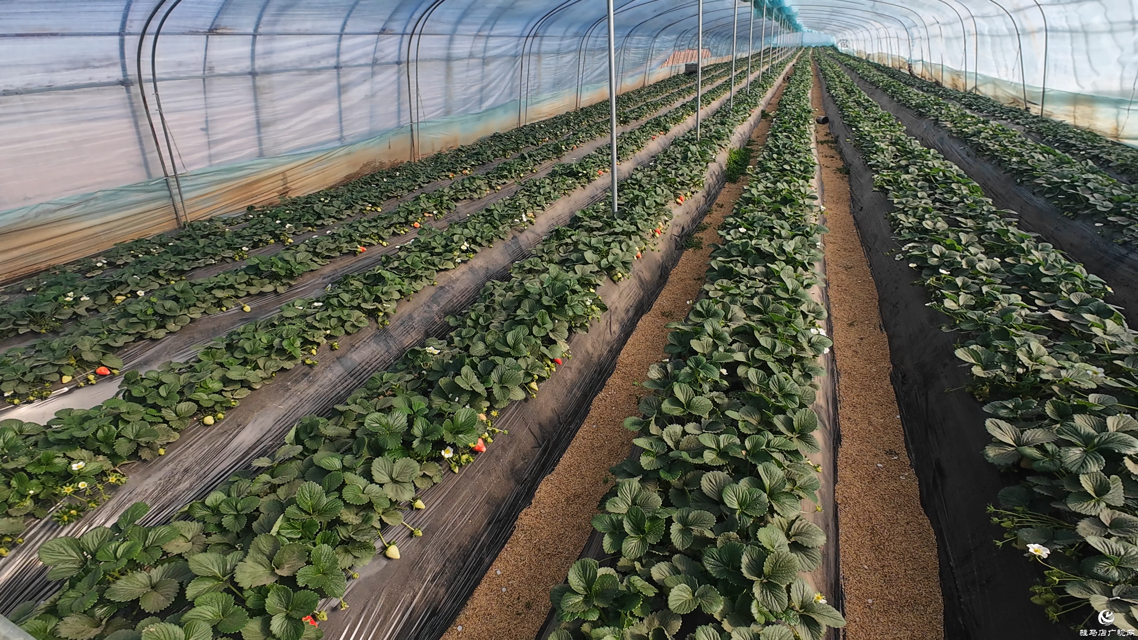 正阳县慎水乡：头茬草莓抢“鲜”上市