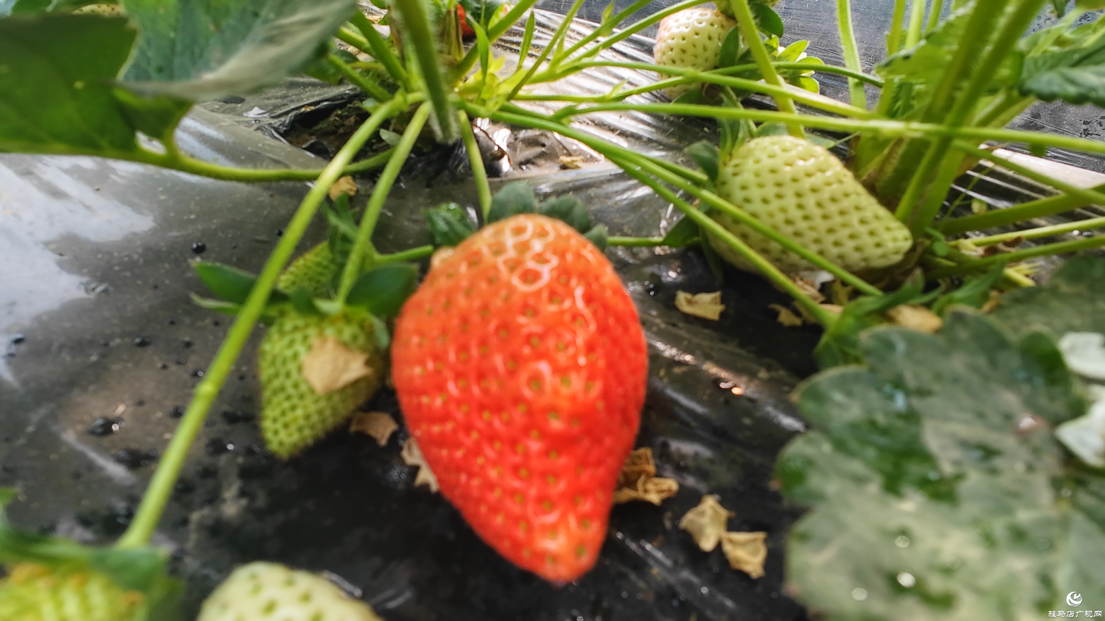 正阳县慎水乡：头茬草莓抢“鲜”上市