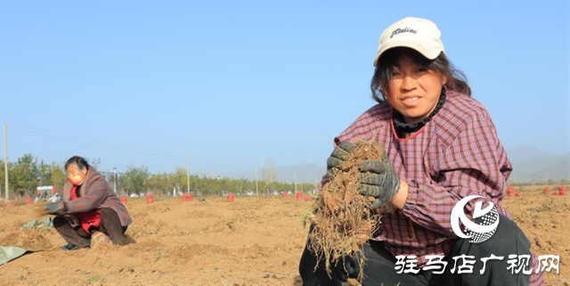 驻马店市驿城区：中药材铺就乡村振兴“黄金路”