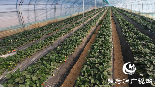 正阳县慎水乡：头茬草莓抢“鲜”上市