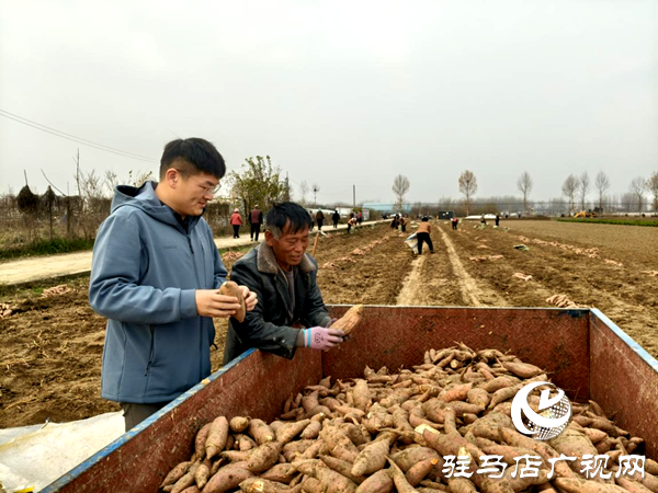 平舆县郭楼街道前店村:让乡村产业添“薯”光