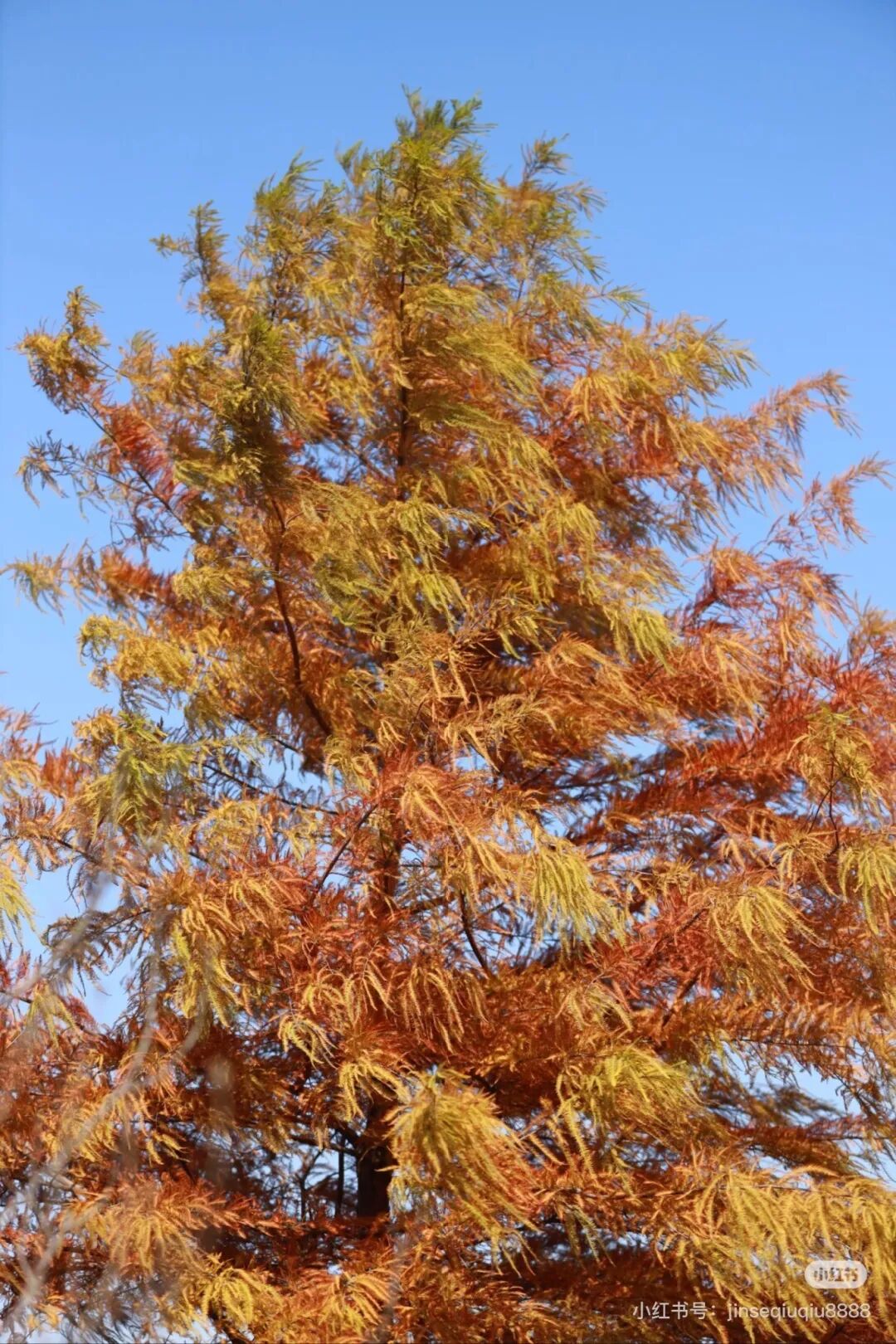 家门口的练江湖，藏着一片会“燃烧”的森林！