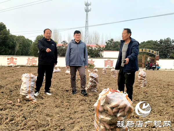平舆县郭楼街道前店村：让乡村产业添“薯”光
