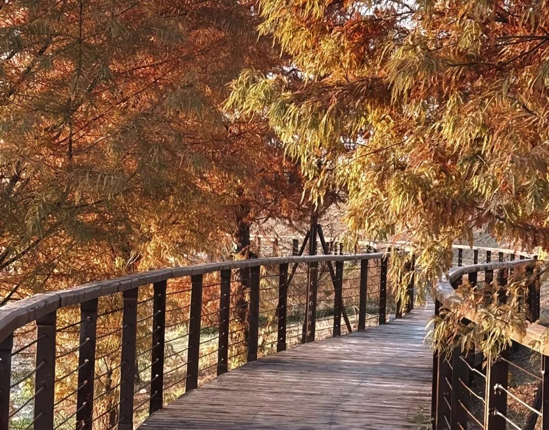 家门口的练江湖，藏着一片会“燃烧”的森林！