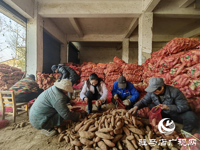 代表履职在田间：一份来自红薯地的“暖心订单”