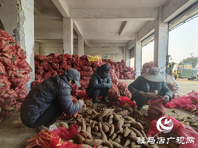 代表履职在田间：一份来自红薯地的“暖心订单”