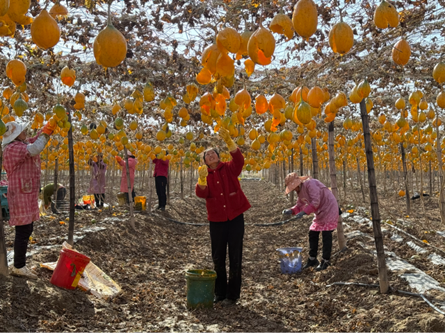 确山县任店镇：小瓜蒌变身“金葫芦” 特色种植助农增收