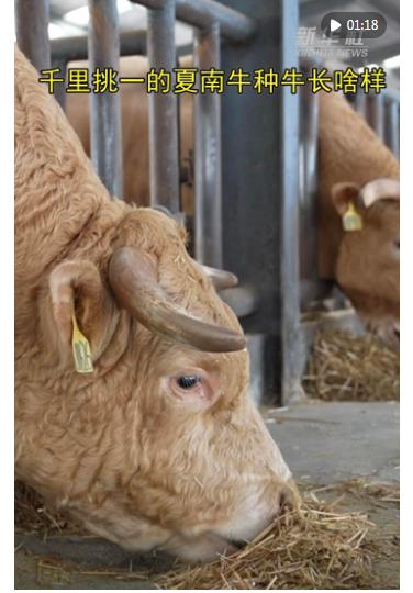 新华财经|一头“科研牛”撬动一个县的百亿级产业链