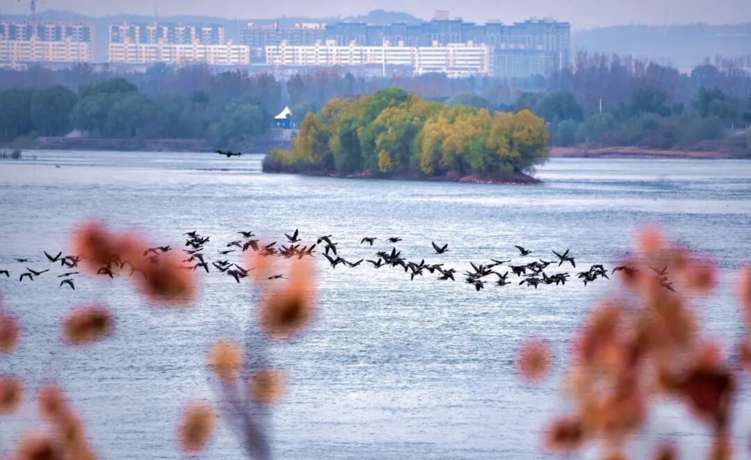 美！河南冬景上新啦