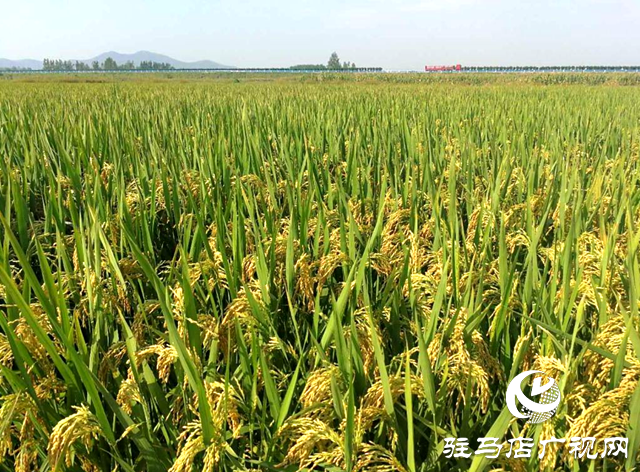 确山县深耕农业品牌建设 以品牌赋能乡村振兴高质量发展