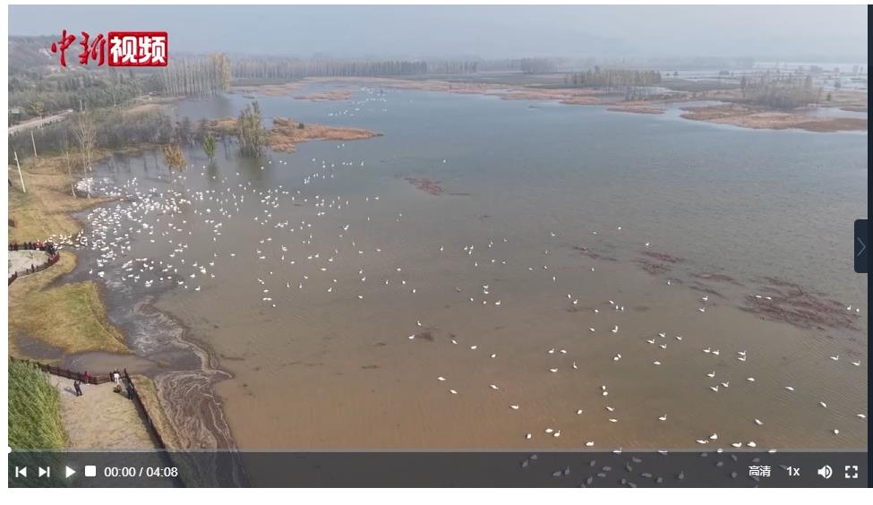 大天鹅如约而至 三门峡与天鹅的“千年之约”