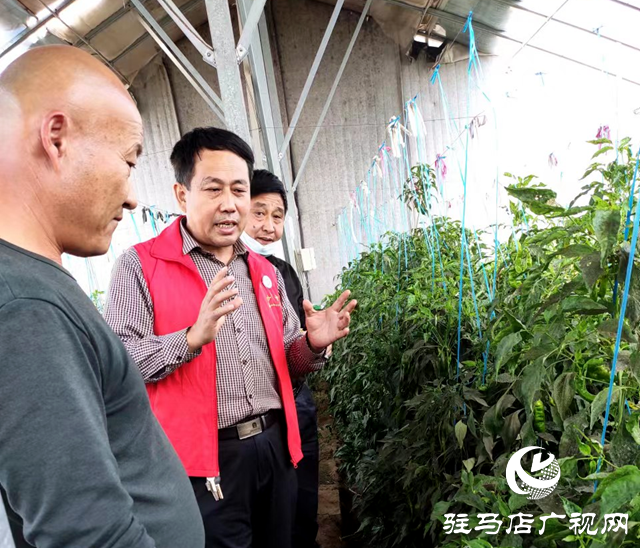 确山县农业农村局：农技志愿下乡忙 赋能增收暖民心