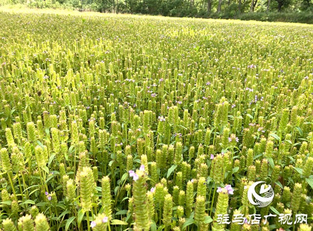确山县深耕农业品牌建设 以品牌赋能乡村振兴高质量发展