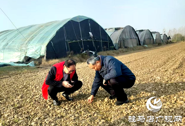 确山县农业农村局：农技志愿下乡忙 赋能增收暖民心