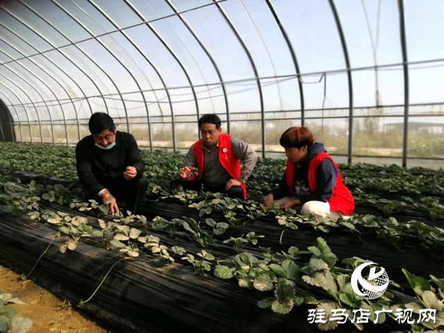 确山县农业农村局：农技志愿下乡忙 赋能增收暖民心