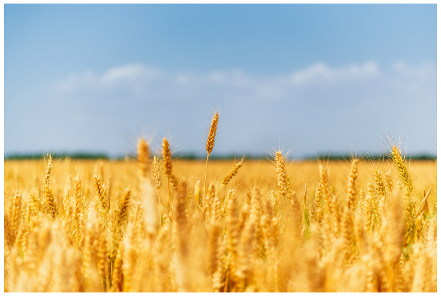 粮食总产量1350.98亿斤 河南丰收不易担当更重