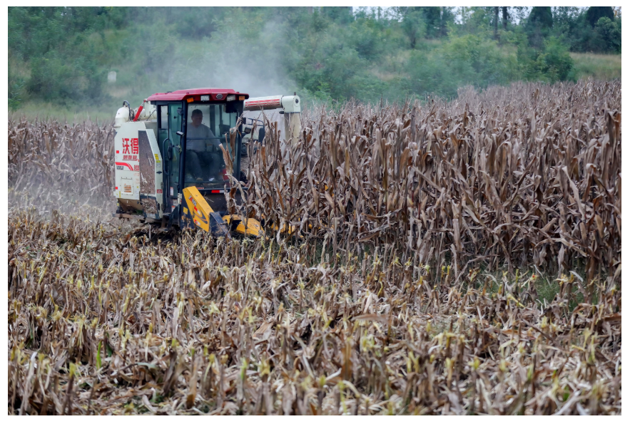 粮食总产量1350.98亿斤 河南丰收不易担当更重