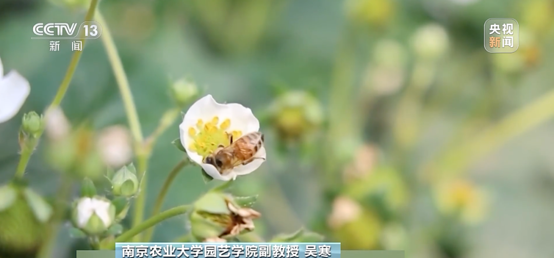 “膨大剂”催熟草莓这个月大量上市?记者调查→