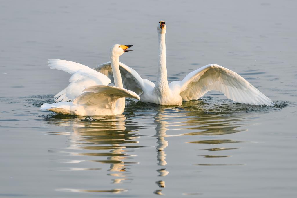 已超5000只！黄河湿地变身西伯利亚越冬大天鹅栖息地