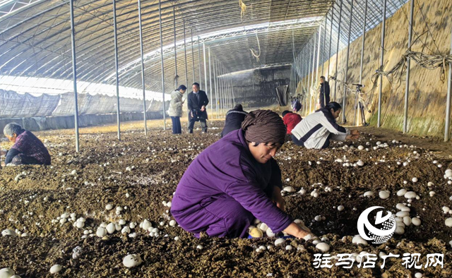 驿城区:双孢菇喜获丰收 种植基地急寻销路