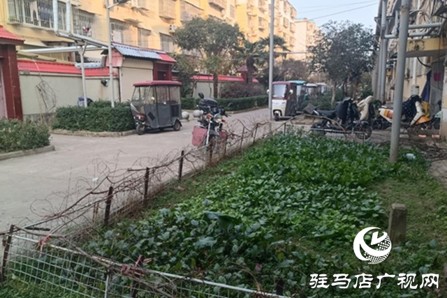 驻马店飞龙小区：清理&ldquo;私家菜园&rdquo; 让公共绿地回归本色