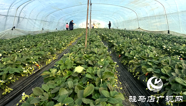 冬日里的“莓”好时光：驿城区顺河乡草莓园迎来采摘季
