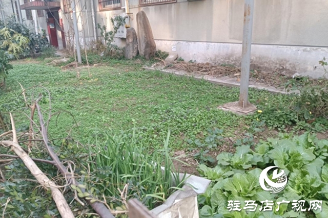 驻马店飞龙小区：清理&ldquo;私家菜园&rdquo; 让公共绿地回归本色