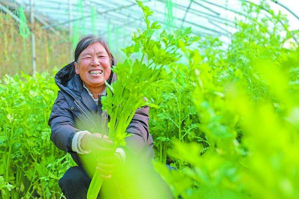 農(nóng)事冬日忙