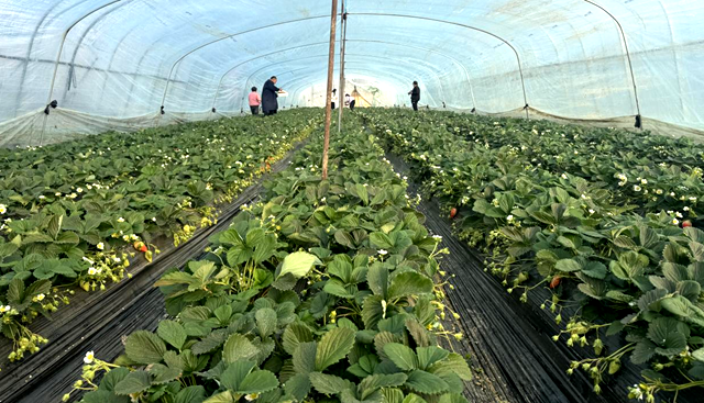 冬日里的“莓”好时光：驿城区顺河乡草莓园迎来采摘季