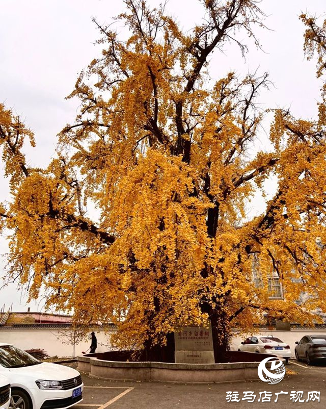 驿城区老河乡被评为“美丽中国·深呼吸小镇”