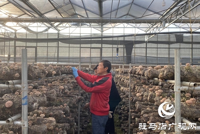 驿城区:小香菇撬动大产业 “一村一品”铺就振兴路