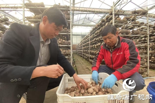 驿城区:小香菇撬动大产业 “一村一品”铺就振兴路