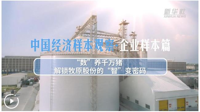 中国经济样本观察&middot;企业样本篇丨&ldquo;数&rdquo;养千万猪&mdash;&mdash;解锁牧原股份的&ldquo;智&rdquo;变密码