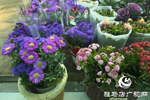 寒冬“绿意消费”升温 阳台小盆栽带火花市