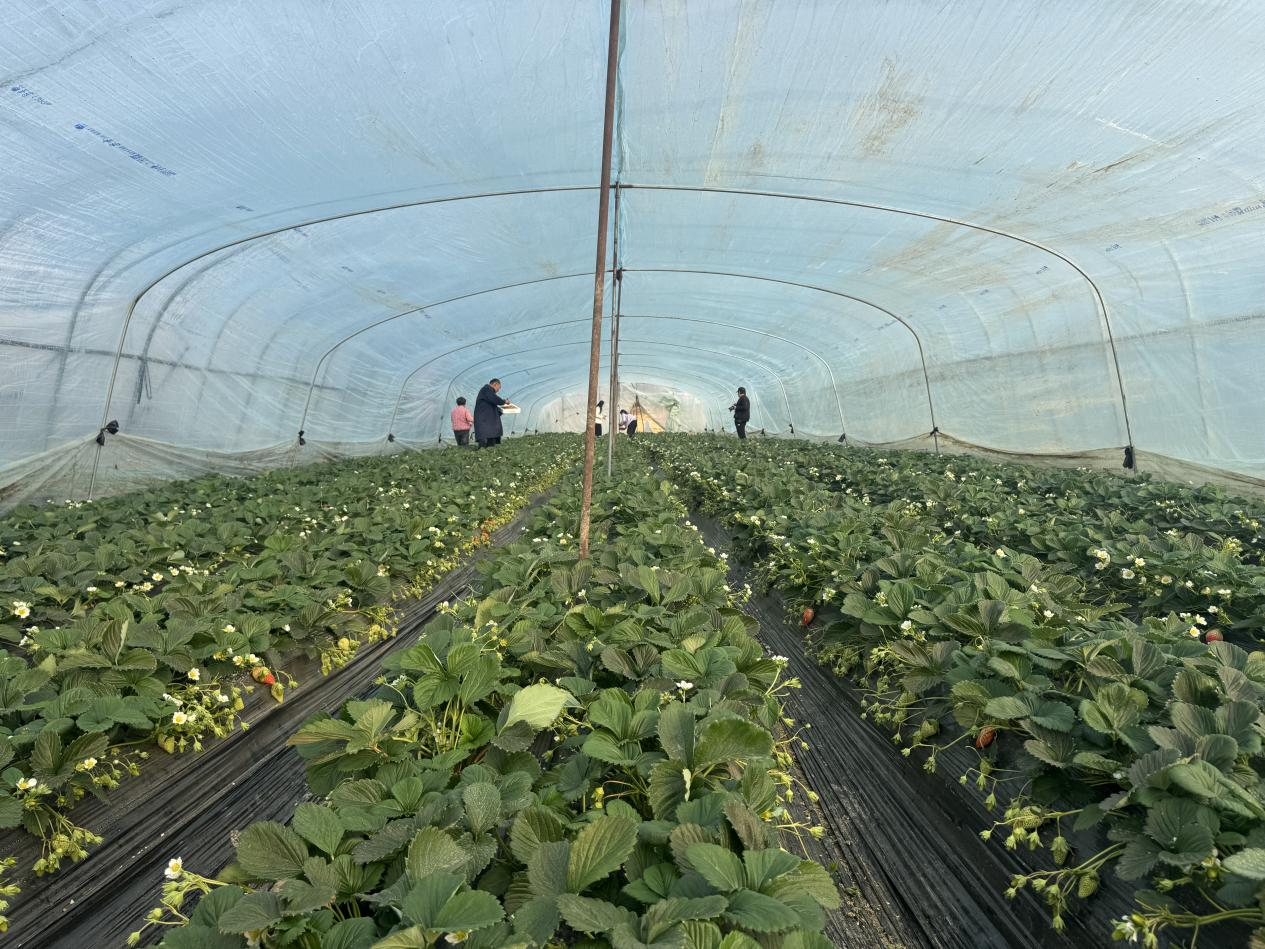 冬日“莓”好时光开启