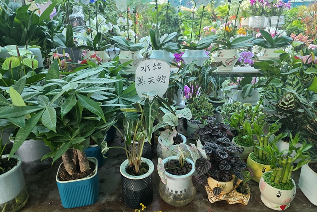 寒冬“绿意消费”升温 阳台小盆栽带火花市