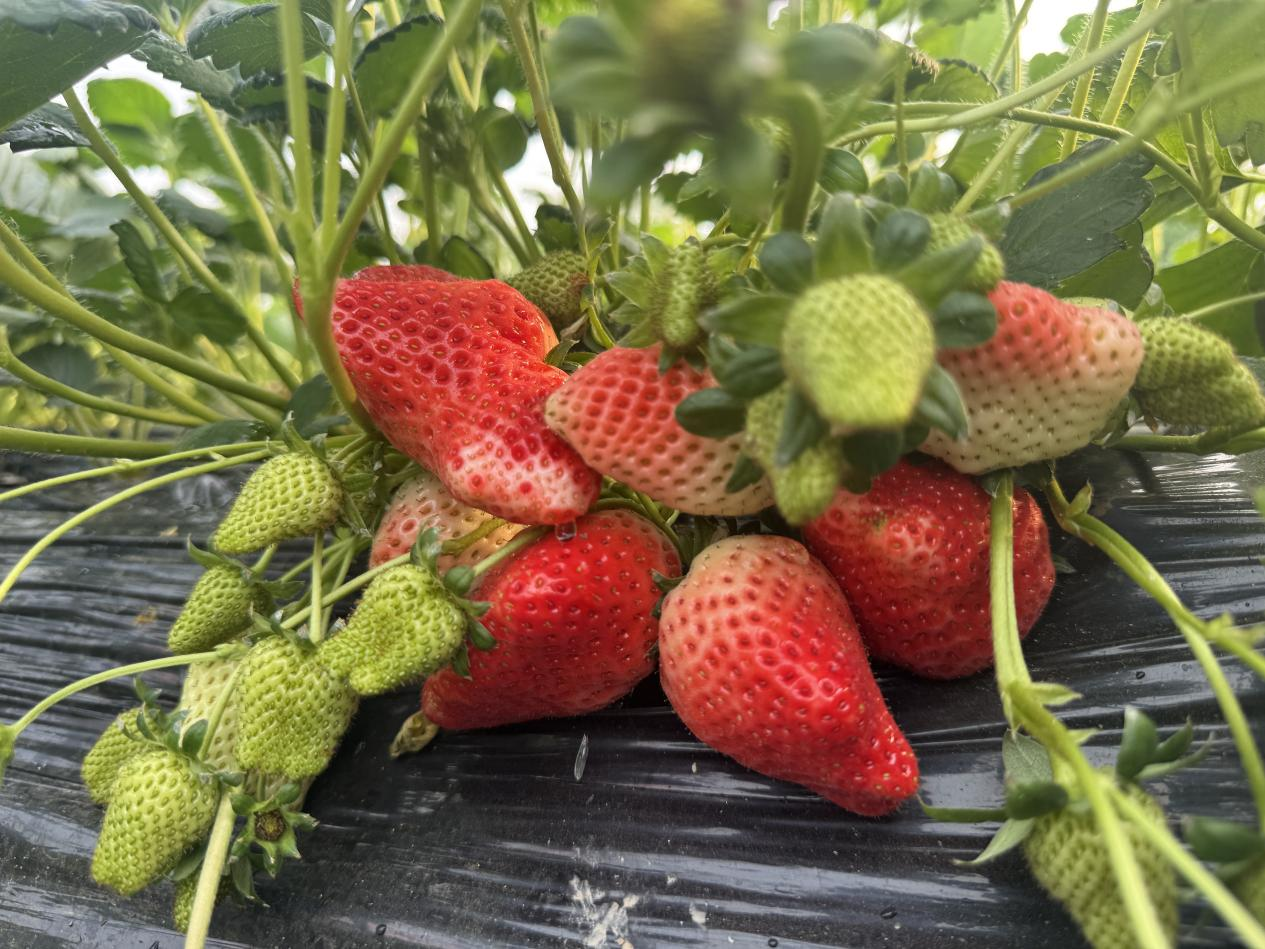 冬日“莓”好时光开启