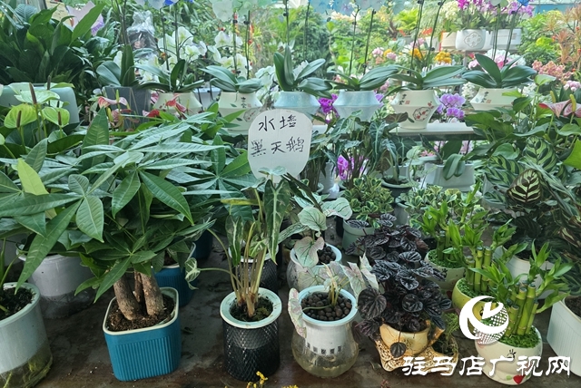 寒冬“绿意消费”升温 阳台小盆栽带火花市